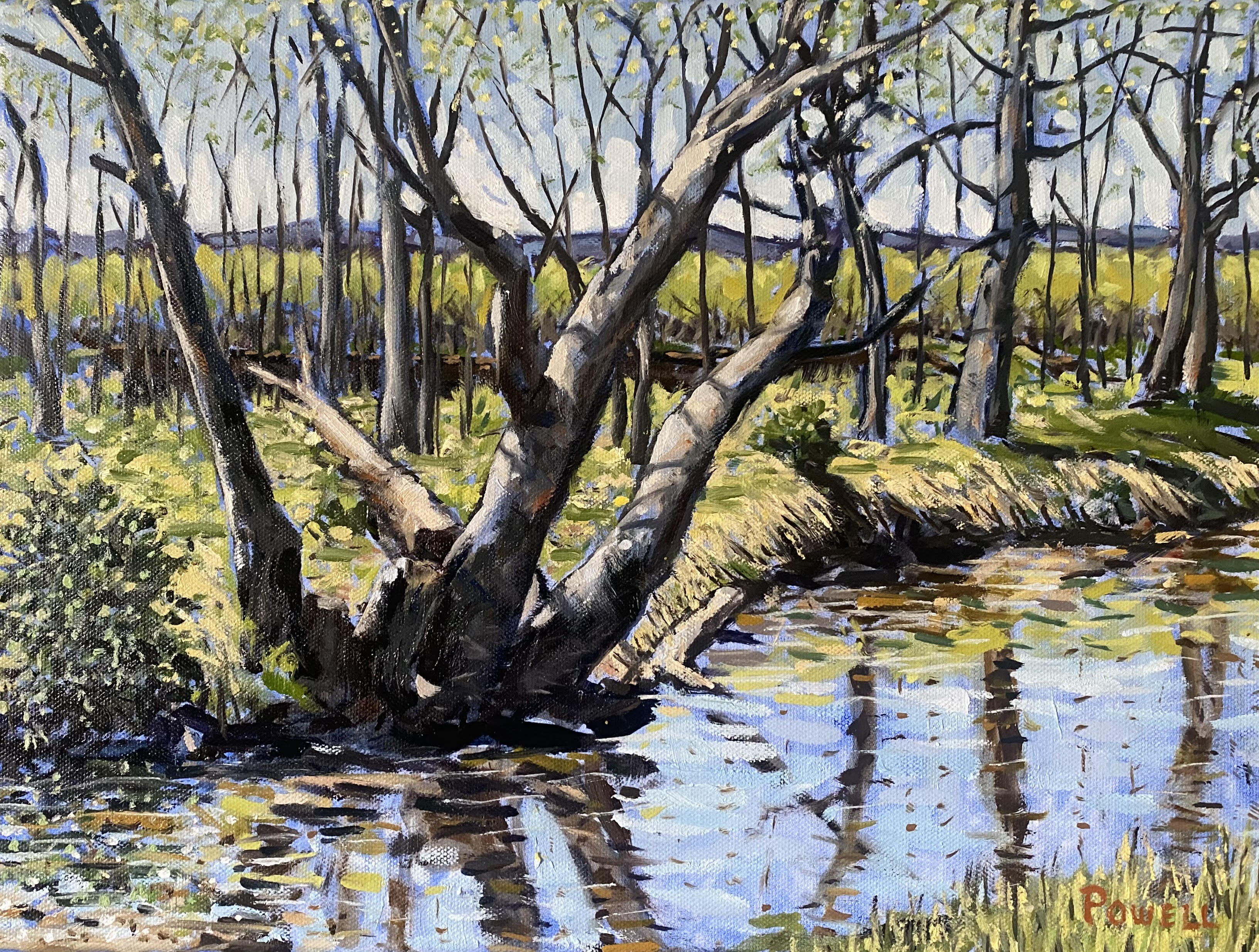 Tuscarora Creek - Early Spring
